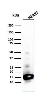 Cytochrome c Antibody (SPM389) - IHC-Prediluted Western Blot: Cytochrome c Antibody (SPM389) - IHC-Prediluted [NBP2-48147] -
