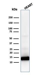 Cytochrome c Antibody (CYCS/1010) - IHC-Prediluted Western Blot: Cytochrome c Antibody (CYCS/1010) - IHC-Prediluted [NBP2-48163] -