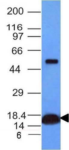 Cytochrome c Antibody (CYCS/1010) - IHC-Prediluted Western Blot: Cytochrome c Antibody (CYCS/1010) - IHC-Prediluted [NBP2-48163] -
