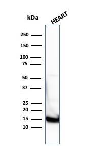 Cytochrome c Antibody (7H8.2C12 + CYCS/1010) - IHC-Prediluted Western Blot: Cytochrome c Antibody (7H8.2C12 + CYCS/1010) - IHC-Prediluted [NBP2-48164] -