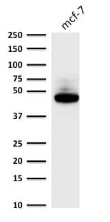 Cytokeratin 8 Antibody (C-43) - IHC-Prediluted Western Blot: Cytokeratin 8 Antibody (C-43) - IHC-Prediluted [NBP2-48169] -