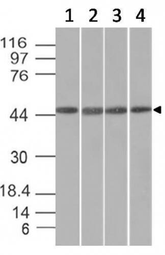 EMI1 Antibody (EMI1/1176) - IHC-Prediluted Western Blot: EMI1 Antibody (EMI1/1176) - IHC-Prediluted [NBP2-48221] -