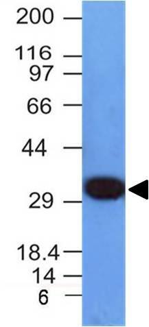 PCNA Antibody (PCNA/694) - IHC-Prediluted Western Blot: PCNA Antibody (PCNA/694) - IHC-Prediluted [NBP2-48284] -