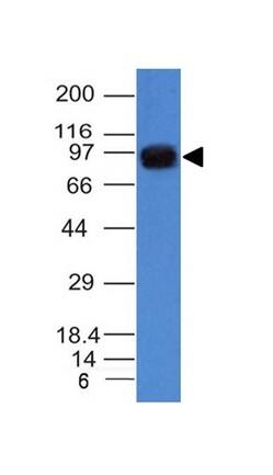 Nucleolin Antibody (NCL/902) - IHC-Prediluted Western Blot: Nucleolin Antibody (NCL/902) - IHC-Prediluted [NBP2-48317] -