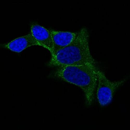Ornithine Decarboxylase Antibody (ODC1/487) - IHC-Prediluted Immunocytochemistry/ Immunofluorescence: Ornithine Decarboxylase Antibody (ODC1/487) - IHC-Prediluted [NBP2-48322] -