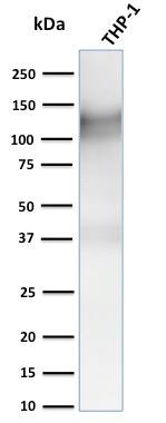 CD31/PECAM-1 Antibody (C31.3 + C31.7 + C31.10) - IHC-Prediluted Western Blot: CD31/PECAM-1 Antibody (C31.3 + C31.7 + C31.10) - IHC-Prediluted [NBP2-48331] -