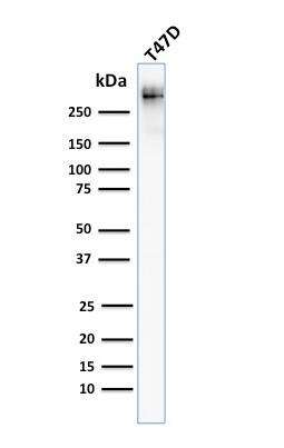 MUC1 Antibody (MUC1/955) - IHC-Prediluted Western Blot: MUC1 Antibody (MUC1/955) - IHC-Prediluted [NBP2-48360] -