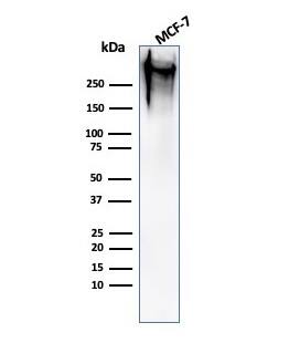 MUC1 Antibody (MUC1/520) - IHC-Prediluted Western Blot: MUC1 Antibody (MUC1/520) - IHC-Prediluted [NBP2-48375] -
