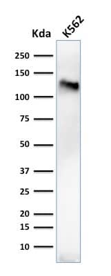 CD43/Sialophorin Antibody (84-3C1) - IHC-Prediluted Western Blot: CD43/Sialophorin Antibody (84-3C1) - IHC-Prediluted [NBP2-48380] -