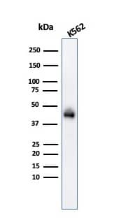 Glycophorin A Antibody (GYPA/280) - IHC-Prediluted Western Blot: Glycophorin A Antibody (GYPA/280) - IHC-Prediluted [NBP2-48382] -