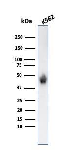 Glycophorin A Antibody (SPM599) - IHC-Prediluted Western Blot: Glycophorin A Antibody (SPM599) - IHC-Prediluted [NBP2-48395] -
