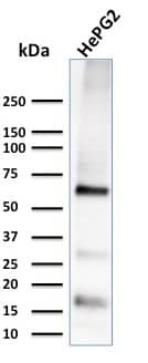 Glypican 3 Antibody (1G12) - IHC-Prediluted Western Blot: Glypican 3 Antibody (1G12) - IHC-Prediluted [NBP2-48396] -
