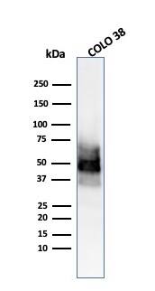 SOX10 Antibody (SOX10/991) - IHC-Prediluted Western Blot: SOX10 Antibody (SOX10/991) - IHC-Prediluted [NBP2-48436] -