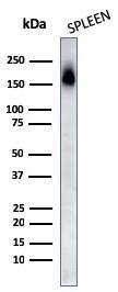 CD45RA Antibody (PTPRC/818) - IHC-Prediluted Western Blot: CD45RA Antibody (PTPRC/818) - IHC-Prediluted [NBP2-48441] -
