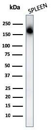 CD45RA Antibody (PTPRC/1131) - IHC-Prediluted Western Blot: CD45RA Antibody (PTPRC/1131) - IHC-Prediluted [NBP2-48450] -