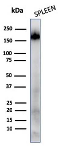 CD45RA Antibody (111-1C5) - IHC-Prediluted Western Blot: CD45RA Antibody (111-1C5) - IHC-Prediluted [NBP2-48452] -