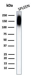 CD45RB Antibody (PTPRC/1147) - IHC-Prediluted Western Blot: CD45RB Antibody (PTPRC/1147) - IHC-Prediluted [NBP2-48463] -