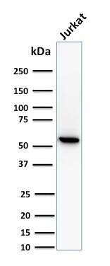 TOP1MT Antibody (TOP1MT/488) - IHC-Prediluted Western Blot: TOP1MT Antibody (TOP1MT/488) - IHC-Prediluted [NBP2-48472] -