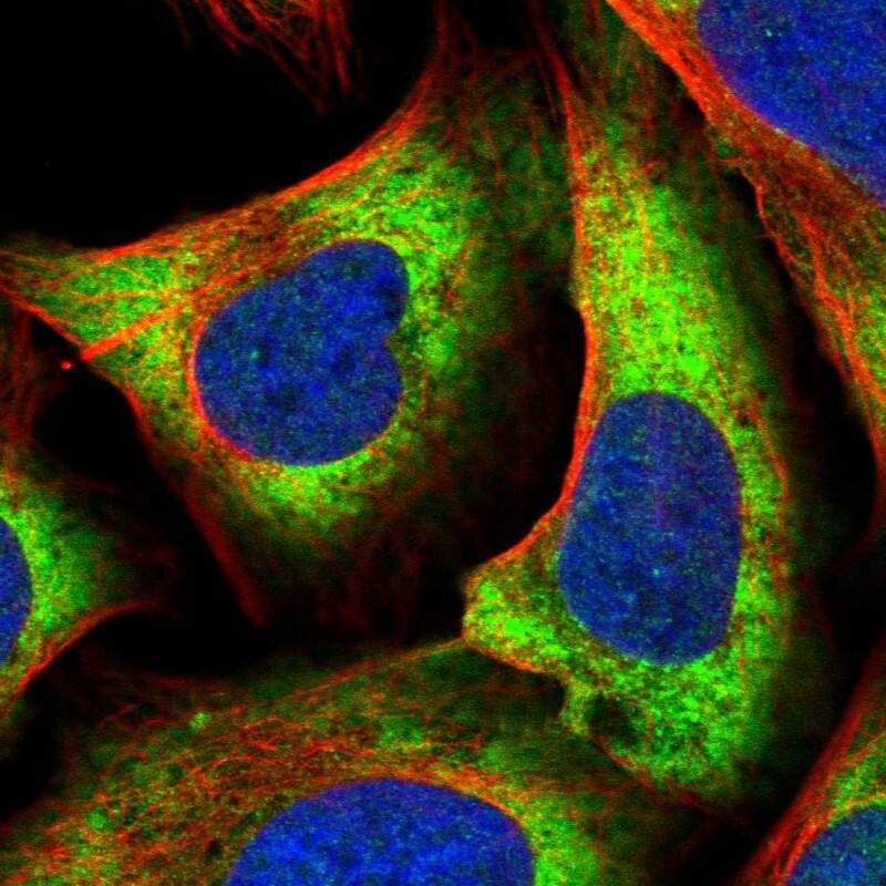 NFU1 iron-sulfur cluster scaffold homolog Antibody - BSA Free Immunocytochemistry/ Immunofluorescence: NFU1 iron-sulfur cluster scaffold homolog Antibody [NBP2-48647]