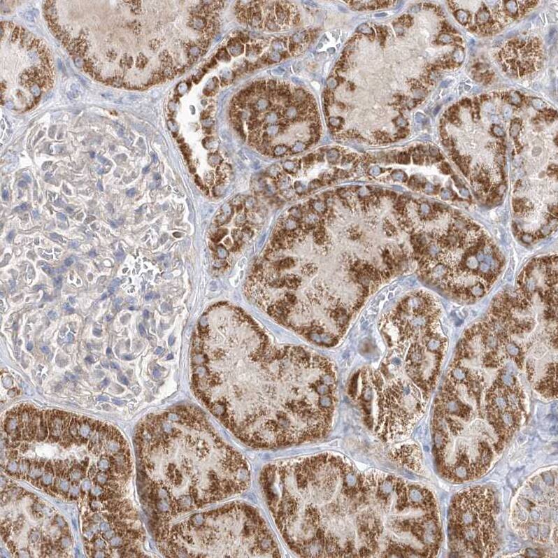 OPA1 Antibody - BSA Free Immunohistochemistry-Paraffin: OPA1 Antibody [NBP2-48669]