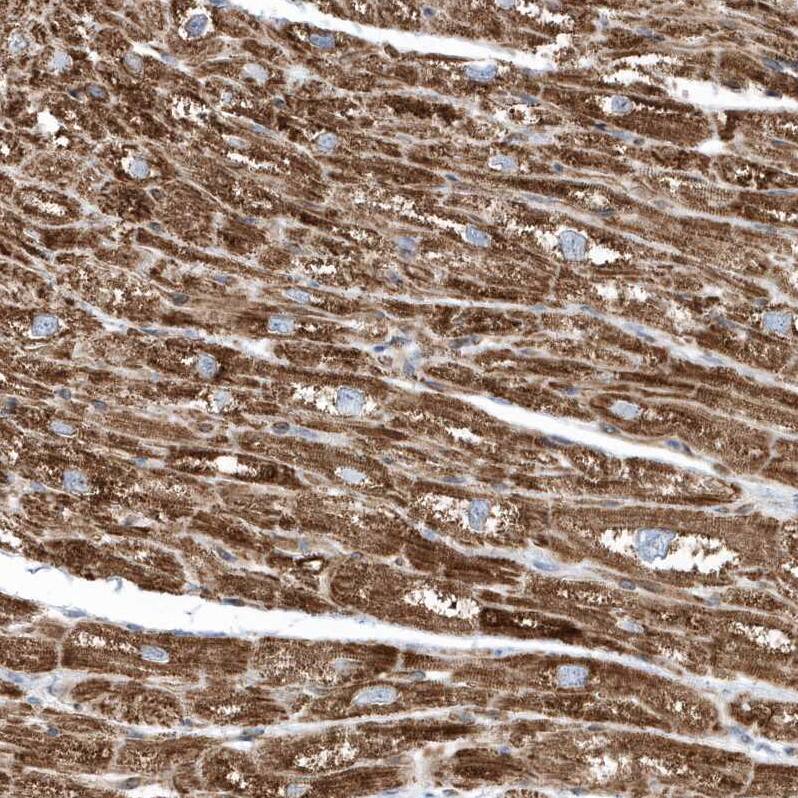OPA1 Antibody - BSA Free Immunohistochemistry-Paraffin: OPA1 Antibody [NBP2-48669]