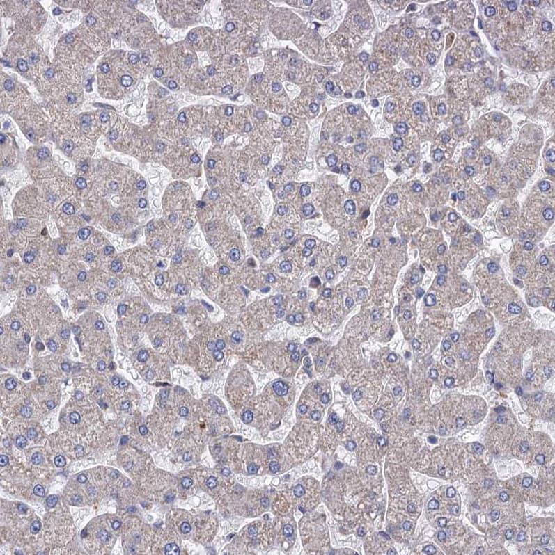 STING/TMEM173 Antibody - BSA Free Immunohistochemistry-Paraffin: STING/TMEM173 Antibody [NBP2-48684]
