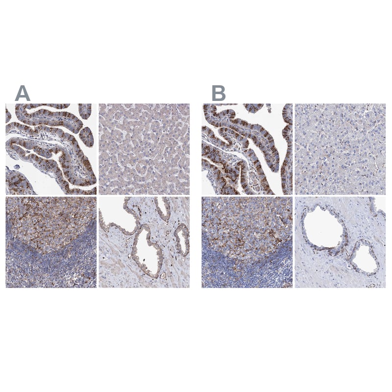 STING/TMEM173 Antibody - BSA Free Immunohistochemistry-Paraffin: STING/TMEM173 Antibody [NBP2-48684]