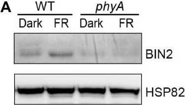 BIN2 Antibody - BSA Free