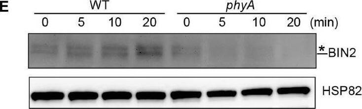 BIN2 Antibody - BSA Free