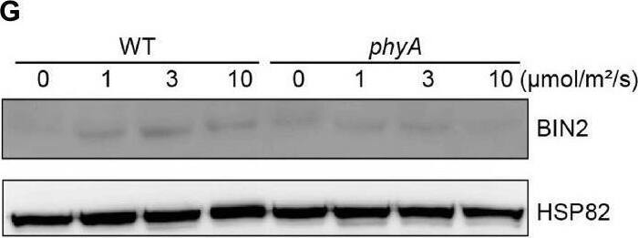 BIN2 Antibody - BSA Free