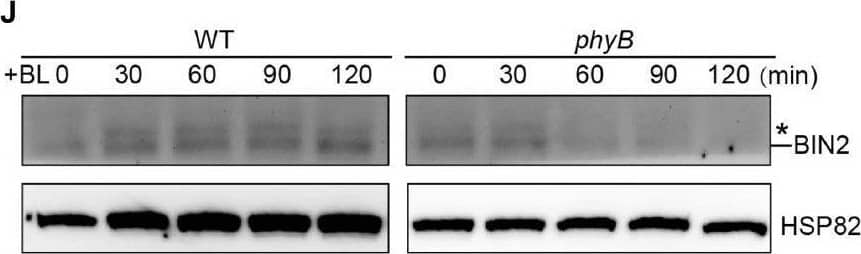BIN2 Antibody - BSA Free