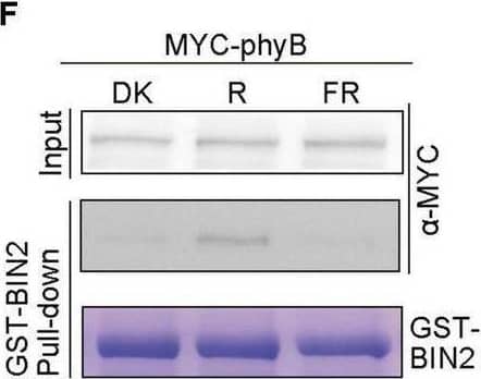 BIN2 Antibody - BSA Free
