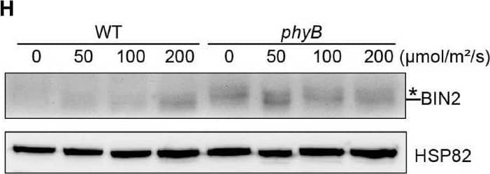 BIN2 Antibody - BSA Free