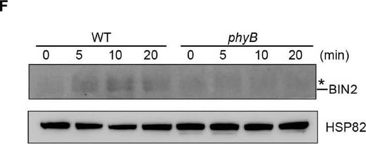 BIN2 Antibody - BSA Free