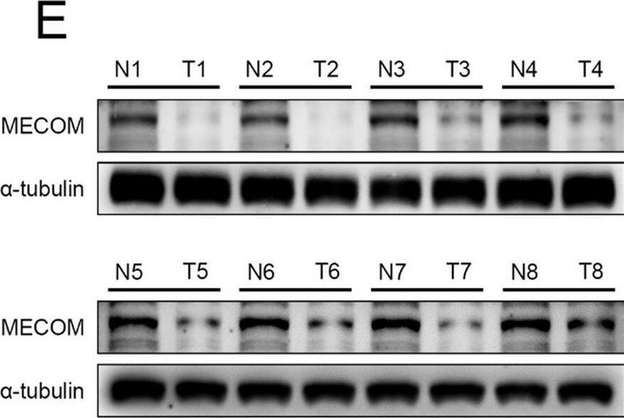 EVI-1 Antibody - BSA Free