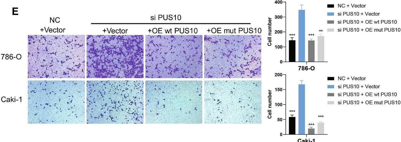 PUS10 Antibody - BSA Free