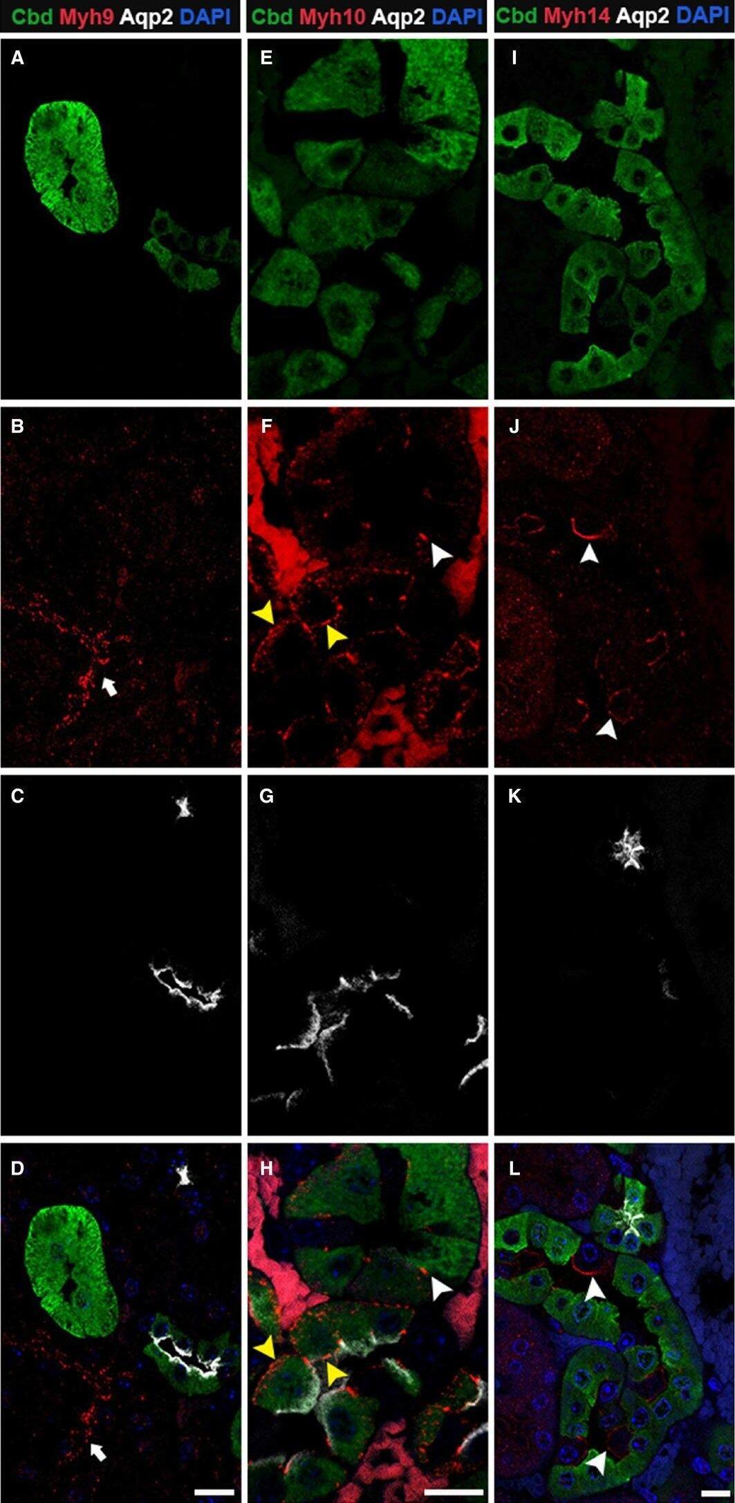 Calbindin D-28K Antibody