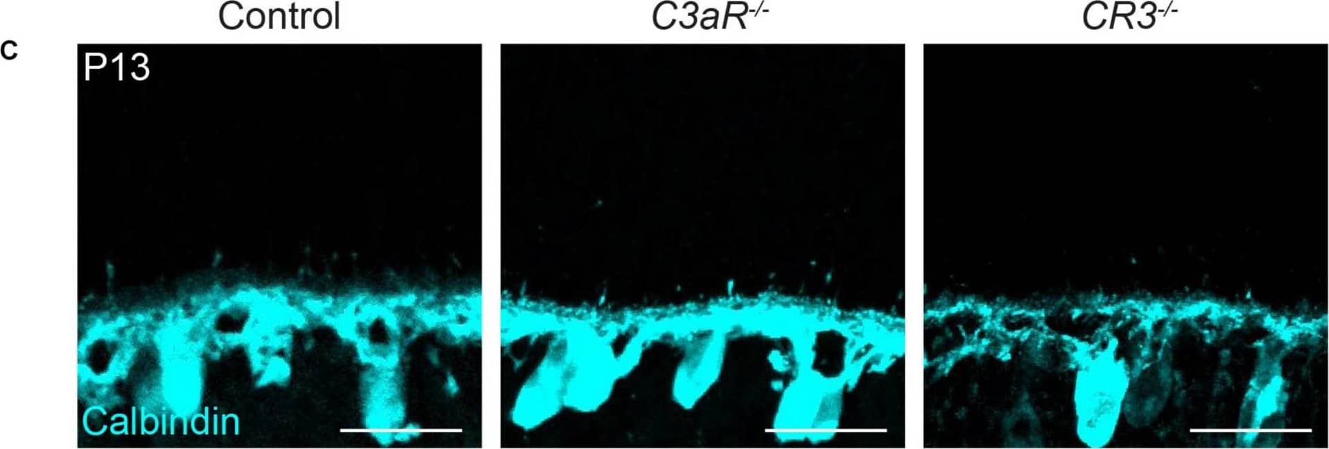 Calbindin D-28K Antibody