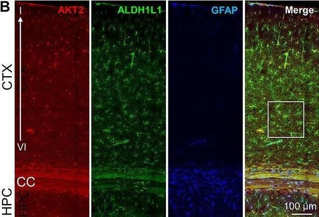 ALDH1L1 Antibody (2E7) - BSA Free