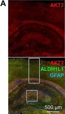ALDH1L1 Antibody (2E7) - BSA Free