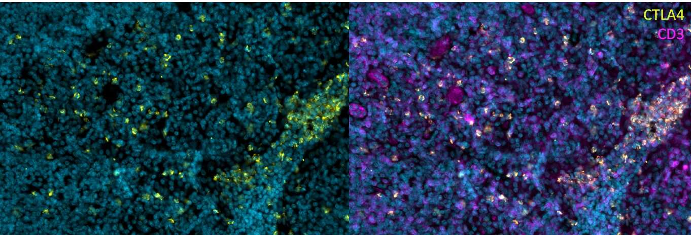 CTLA-4 Antibody (L4P2F5*F10) [Alexa Fluor® 750]