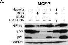 p53 Antibody (Pab DO-1) - BSA Free