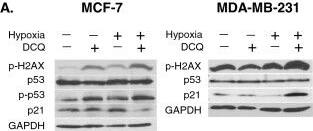 p53 Antibody (Pab DO-1) - BSA Free