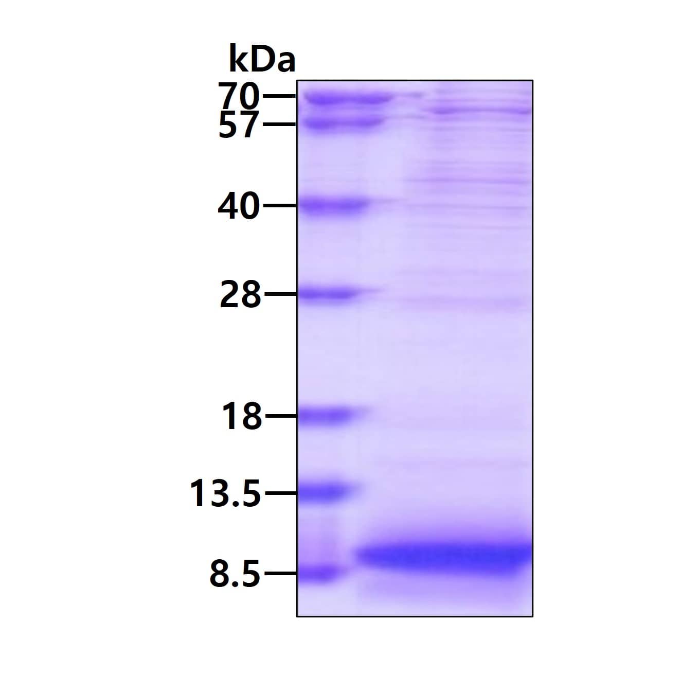 Recombinant Human Apolipoprotein C1 His Protein