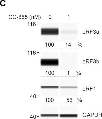 eRF1 Antibody (4F9H12) - BSA Free