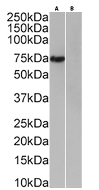 His Tag Antibody (3D5) - Chimeric - Azide and BSA Free