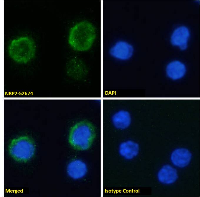 Complement Component C3aR Antibody (3G7) - Chimeric - Azide and BSA Free