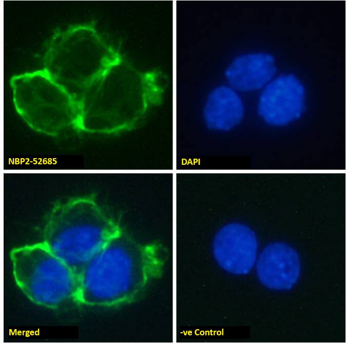 EGFR Antibody (Matuzumab) - Chimeric - Azide and BSA Free