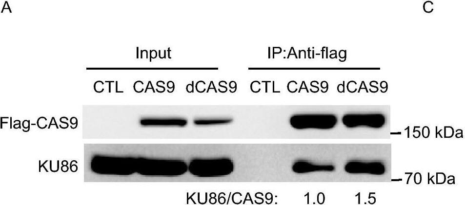 CRISPR-Cas9 Antibody