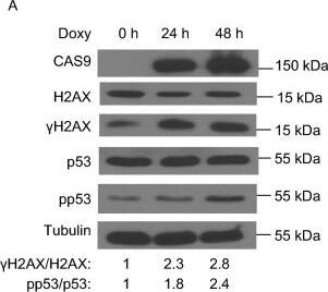 CRISPR-Cas9 Antibody